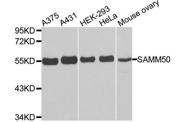 SAMM50 anticorps  (AA 1-220)