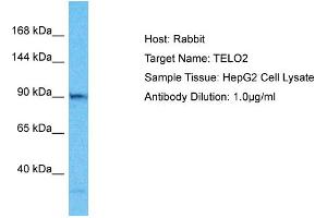 Host: Rabbit Target Name: TELO2 Sample Type: HepG2 Whole Cell lysates Antibody Dilution: 1. (TELO2 anticorps  (C-Term))