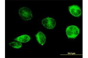 Immunofluorescence of purified MaxPab antibody to PTGES on HeLa cell.