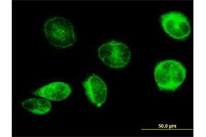 Immunofluorescence of purified MaxPab antibody to PTGES on HeLa cell. (Prostaglandin E Synthase anticorps  (AA 1-152))