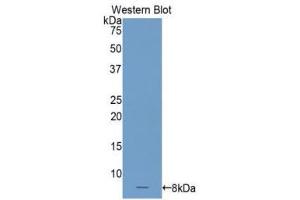 Western Blotting (WB) image for anti-Complement Component 4 Binding Protein, alpha (C4BPA) (AA 548-597) antibody (ABIN3206347) (C4BPA anticorps  (AA 548-597))