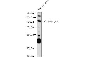 Western blot analysis of extracts of Mouse brain, using Amphiregulin antibody (ABIN3015639, ABIN3015640, ABIN3015641, ABIN1678728 and ABIN6218992) at 1:1000 dilution. (Amphiregulin anticorps  (AA 20-252))