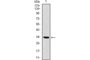 Western Blotting (WB) image for anti-Myogenic Factor 6 (MYF6) (AA 85-150) antibody (ABIN1845795) (MYF6 anticorps  (AA 85-150))