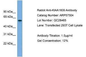 WB Suggested Anti-KIAA1609  Antibody Titration: 0. (KIAA1609 anticorps  (Middle Region))
