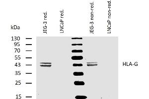 Western blotting analysis of human HLA-G using mouse monoclonal antibody MEM-G/4 on lysates of JEG-3 cell line and LNCaP cell line (negative control) under reducing and non-reducing conditions. (HLAG anticorps)