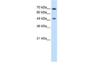 RAD23A antibody used at 2. (RAD23A anticorps)