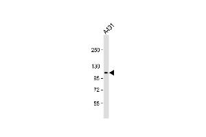 Anti-DEF Antibody (N-term) at 1:2000 dilution + A431 whole cell lysate Lysates/proteins at 20 μg per lane. (ZC3H18 anticorps  (N-Term))