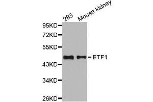 Western Blotting (WB) image for anti-Eukaryotic Translation Termination Factor 1 (ETF1) antibody (ABIN1876949)