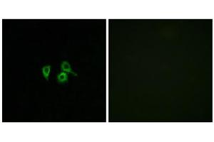 Immunofluorescence analysis of A549 cells, using OR10H4 antibody. (OR10H4 anticorps  (Internal Region))