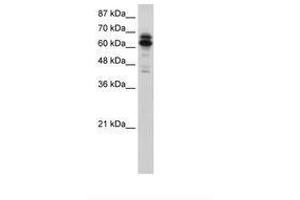 Image no. 1 for anti-Synaptotagmin Binding, Cytoplasmic RNA Interacting Protein (SYNCRIP) (N-Term) antibody (ABIN202832) (SYNCRIP anticorps  (N-Term))