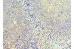 Immunohistochemistry of paraffin-embedded human tonsil tissue using ABIN7149352 at dilution of 1:100