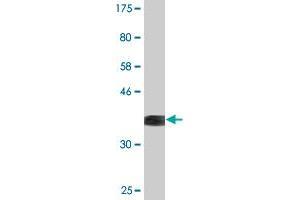 Western Blot detection against Immunogen (36.