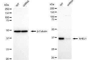 Western blotting analysis using NHEJ1 antibody (ABIN7799623). (Recombinant NHEJ1 anticorps)
