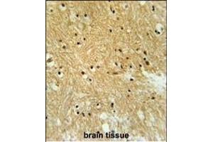 IPO9 Antibody (N-term) (ABIN651754 and ABIN2840388) immunohistochemistry analysis in formalin fixed and paraffin embedded human brain tissue followed by peroxidase conjugation of the secondary antibody and DAB staining. (Importin 9 anticorps  (N-Term))