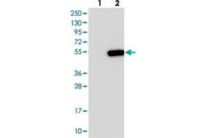 Western blot analysis of Lane 1: Negative control (vector only transfected HEK293T lysate), Lane 2: Over-expression Lysate (Co-expressed with a C-terminal myc-DDK tag (~3. (C16orf58 anticorps)