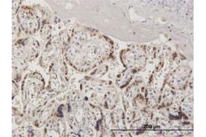 Immunoperoxidase of purified MaxPab antibody to RANGAP1 on formalin-fixed paraffin-embedded human placenta.