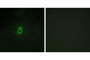 Peptide - +Immunofluorescence analysis of HepG2 cells, using Cytochrome P450 2antibody. (CYP2E1 anticorps)