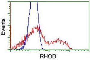 Flow Cytometry (FACS) image for anti-Ras Homolog Family Member D (RHOD) antibody (ABIN1500700)