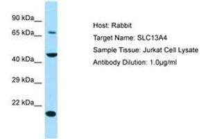Image no. 1 for anti-Solute Carrier Family 13 Member 4 (SLC13A4) (AA 220-269) antibody (ABIN6750023) (SLC13A4 anticorps  (AA 220-269))