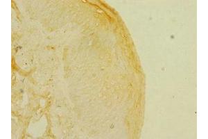 Immunohistochemistry of paraffin-embedded human skin tissue using ABIN7157698 at dilution of 1:100