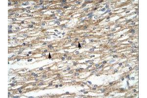 Image no. 1 for anti-Prolactin Regulatory Element Binding (PREB) (AA 140-189) antibody (ABIN6735919)