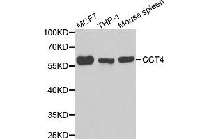 Western blot analysis of extracts of various cell lines, using CCT4 antibody (ABIN5973931) at 1/1000 dilution. (CCT4 anticorps)