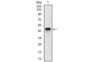 Western blot analysis using Ring1 mAb against human Ring1 recombinant protein.