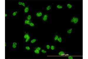 Immunofluorescence of monoclonal antibody to MED31 on HeLa cell. (MED31 anticorps  (AA 1-131))