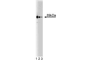 Western blot analysis of CUL-3 on a rat cerebrum lysate.