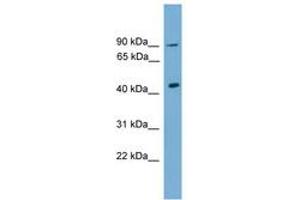 Image no. 1 for anti-Doublesex and Mab-3 Related Transcription Factor 1 (DMRT1) (C-Term) antibody (ABIN6744585) (DMRT1 anticorps  (C-Term))