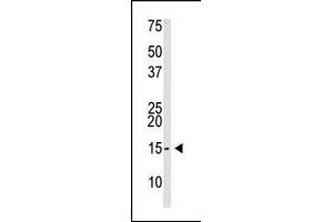 The anti-SUMO2/3 Pab (ABIN388032 and ABIN2845502) is used in Western blot to detect SUMO2/3 in Saos-2 cell lysate. (SUMO2/3 anticorps  (AA 38-64))