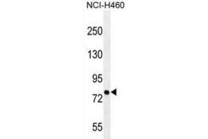 Western Blotting (WB) image for anti-Pinin, Desmosome Associated Protein (PNN) antibody (ABIN2996252) (PNN anticorps)