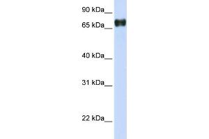 WB Suggested Anti-PLEKHA4 Antibody Titration:  0.