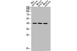 Western blot analysis of RAT-SPLEEN MOUSE-BRAIN MOUSE-SPLEEN lysis using CD72 antibody. (CD72 anticorps  (Internal Region))