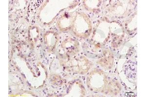 anti-POU Domain, Class 2, Transcription Factor 1 (POU2F1) (C-Term) antibody