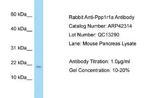 Host: Rabbit Target Name: PPP1R1A Sample Tissue: Mouse Pancreas Antibody Dilution: 1ug/ml (PPP1R1A anticorps  (N-Term))