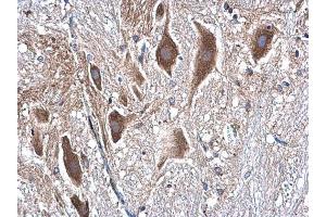 IHC-P Image beta Tubulin antibody detects beta Tubulin protein at cytoplasm in rat spinal cord by immunohistochemical analysis.