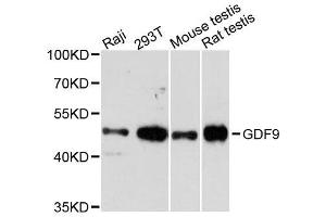 Western blot analysis of extracts of various cell lines, using GDF9 antibody. (GDF9 anticorps  (AA 205-454))