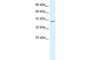 WB Suggested Anti-POU2F2 Antibody Titration:  1. (Oct-2 anticorps  (N-Term))