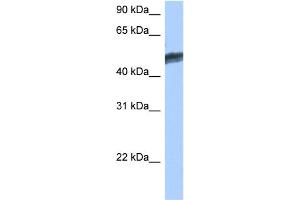 WB Suggested Anti-HNF4G Antibody Titration:  0.