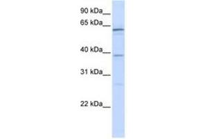 Image no. 1 for anti-RNA Binding Motif Protein 39 (RBM39) (N-Term) antibody (ABIN6740680) (RBM39 anticorps  (N-Term))