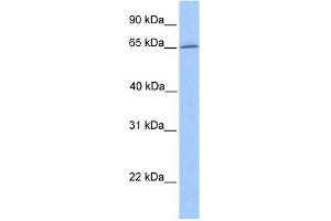 DYNC1I1 antibody used at 1 ug/ml to detect target protein. (DYNC1I1 anticorps  (N-Term))