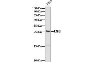 Western blot analysis of extracts of HeLa cells, using RTN3 antibody (ABIN7269929) at 1:1000 dilution. (Reticulon 3 anticorps  (C-Term))