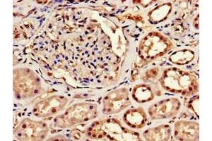 Immunohistochemistry of paraffin-embedded human kidney tissue using ABIN7147925 at dilution of 1:100 (CPSF6 anticorps  (AA 186-226))