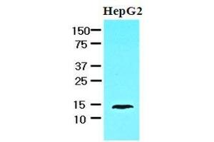 Cell lysates of HepG2 (30 ug) were resolved by SDS-PAGE, transferred to nitrocellulose membrane and probed with anti-human FABP1 (1:1000). (FABP1 anticorps  (AA 1-127))