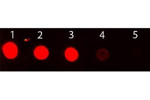 Dot Blot of Rabbit IgG Antibody Fluorescein Conjugated. (Poulet anti-Lapin IgG (Heavy & Light Chain) Anticorps (FITC))