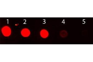 Dot Blot of Rabbit IgG Antibody Fluorescein Conjugated. (Poulet anti-Lapin IgG (Heavy & Light Chain) Anticorps (FITC) - Preadsorbed)