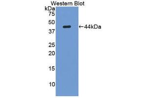 Western Blotting (WB) image for anti-Lumican (LUM) (AA 19-338) antibody (ABIN1174709)