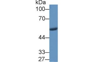 Western Blot; Sample: Porcine Stomach lysate; Primary Ab: 1µg/ml Rabbit Anti-Human VF Antibody Second Ab: 0. (NAMPT anticorps  (AA 1-491))