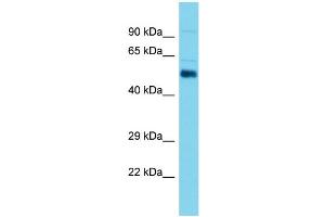 Host: Rabbit Target Name: Aldh1a2 Sample Type: Mouse Testis lysates Antibody Dilution: 1. (ALDH1A2 anticorps  (C-Term))